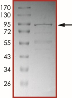 Sino Biological&nbsp;Recombinant Human USP7 Protein (C-Term, GST Tag)